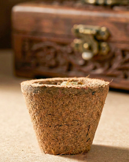 Kesar Sandalhood Haven Cups - WBG1475